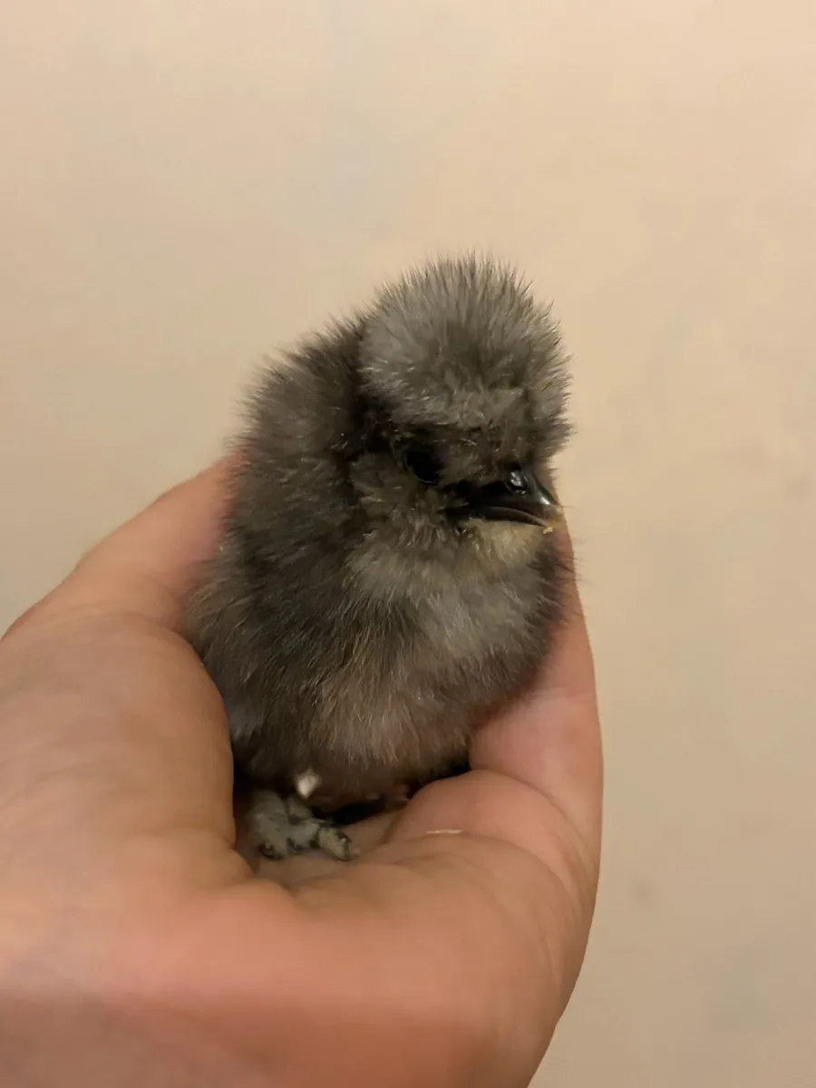 Chick - Image 3