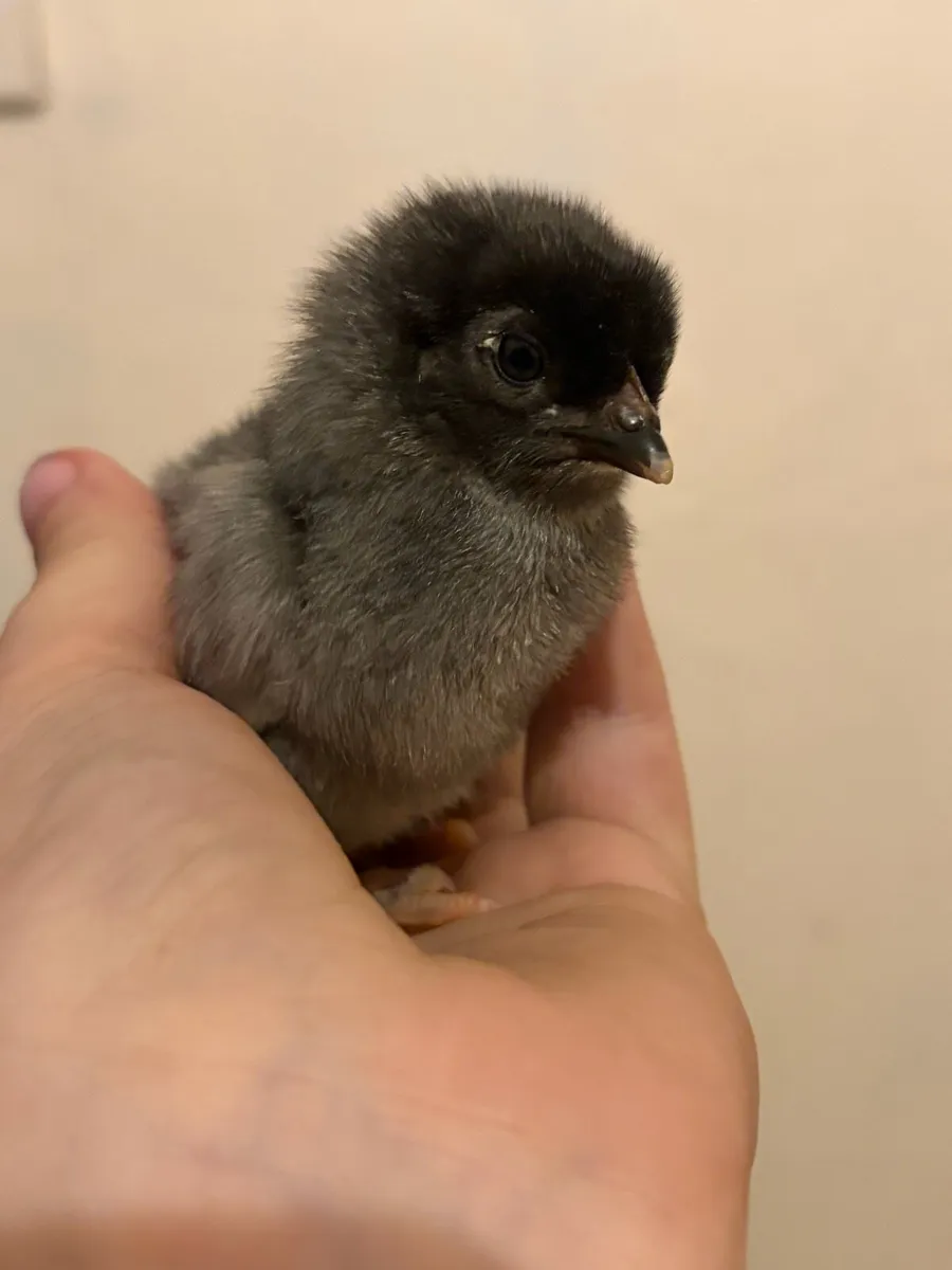 Chick - Image 4