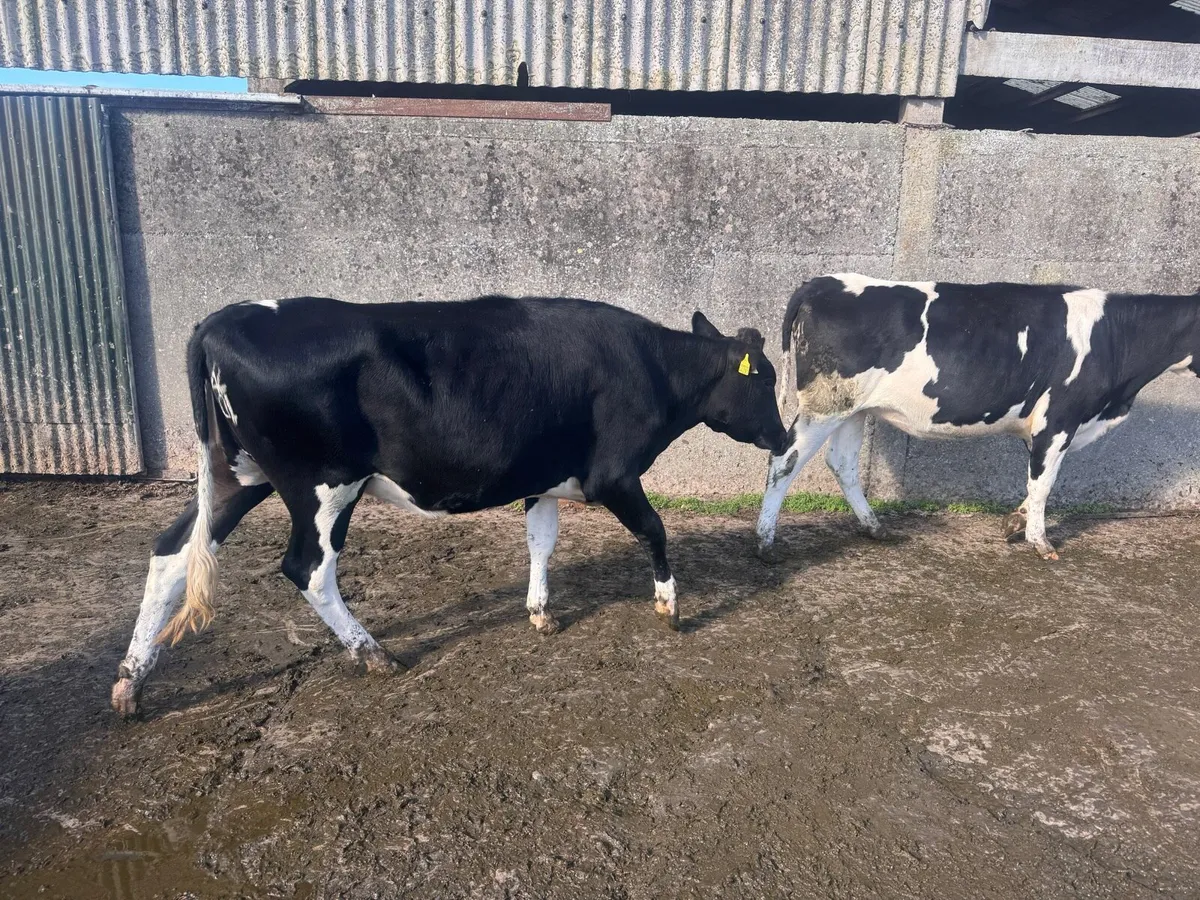Friesian heifers - Image 2