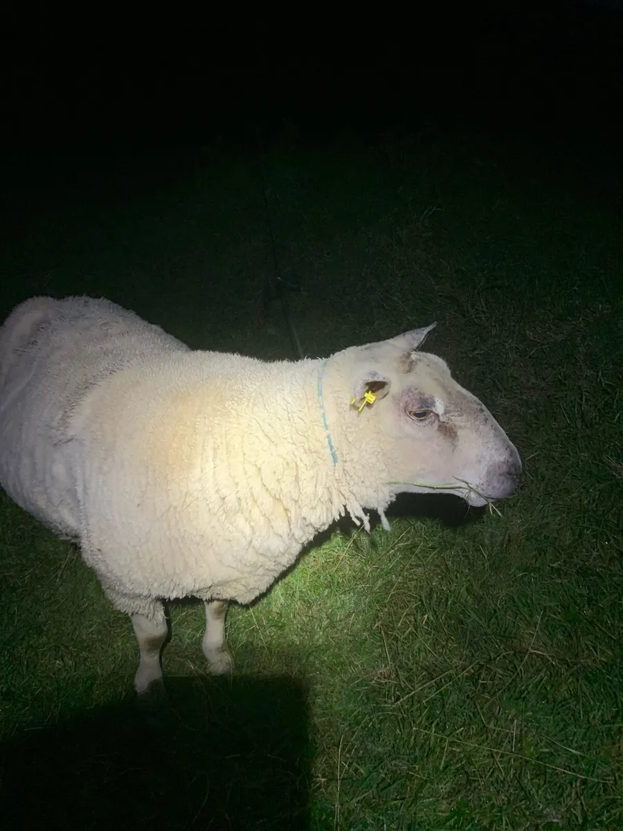 Ram