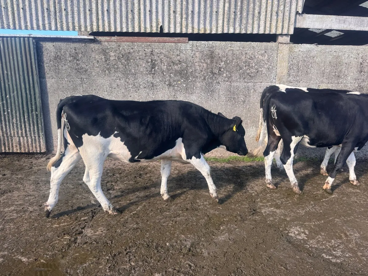 Friesian heifers - Image 1
