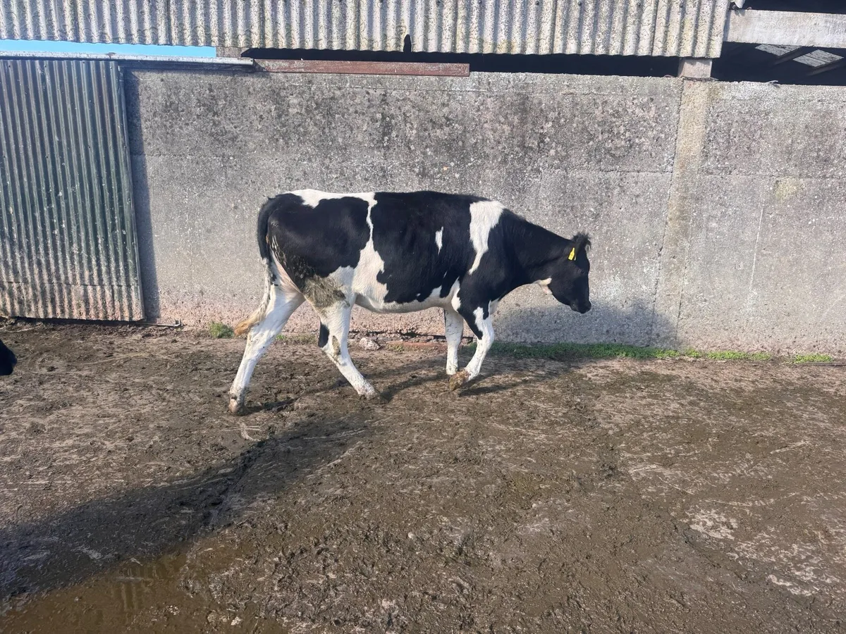Friesian heifers - Image 3