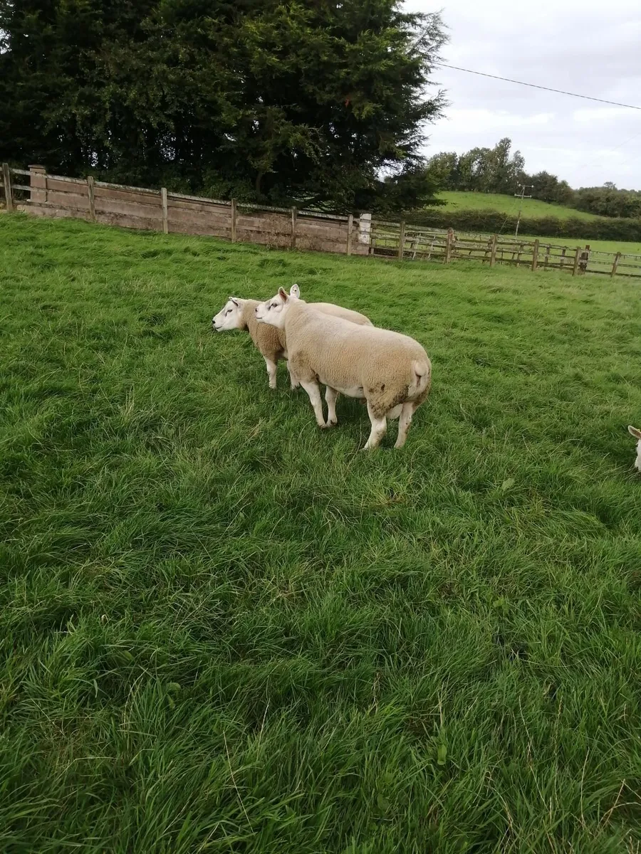 Texel shearlings. - Image 4
