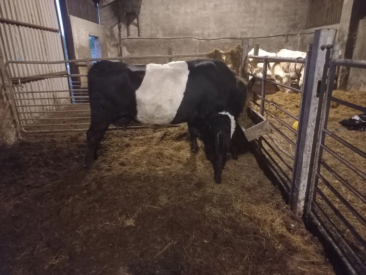 Belted Galloway cow and calf - Image 1