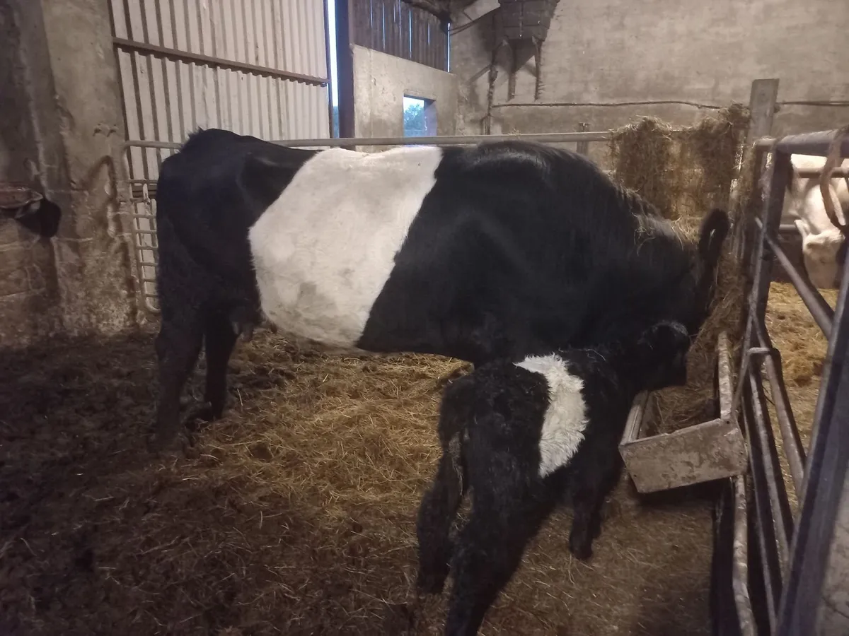 Belted Galloway cow and calf - Image 2