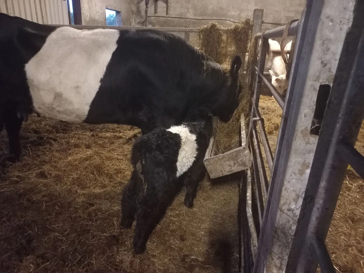 Belted Galloway cow and calf - Image 3