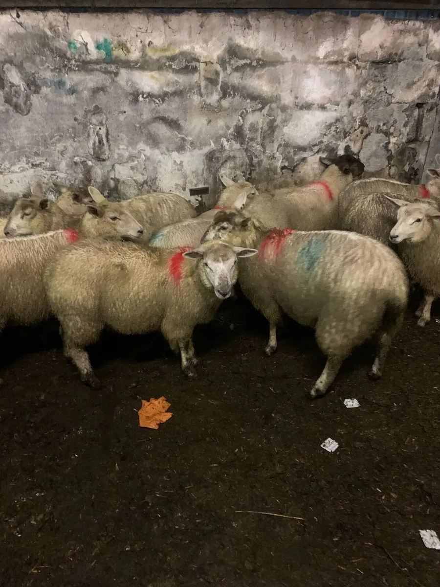 Ewe lambs - Image 4
