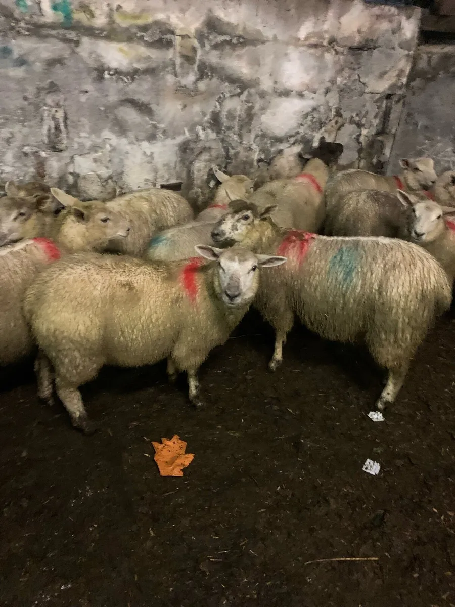 Ewe lambs - Image 1