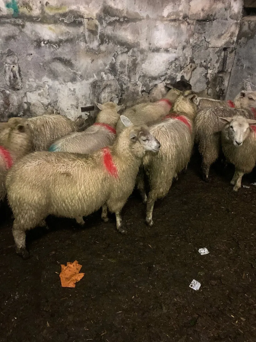 Ewe lambs - Image 2