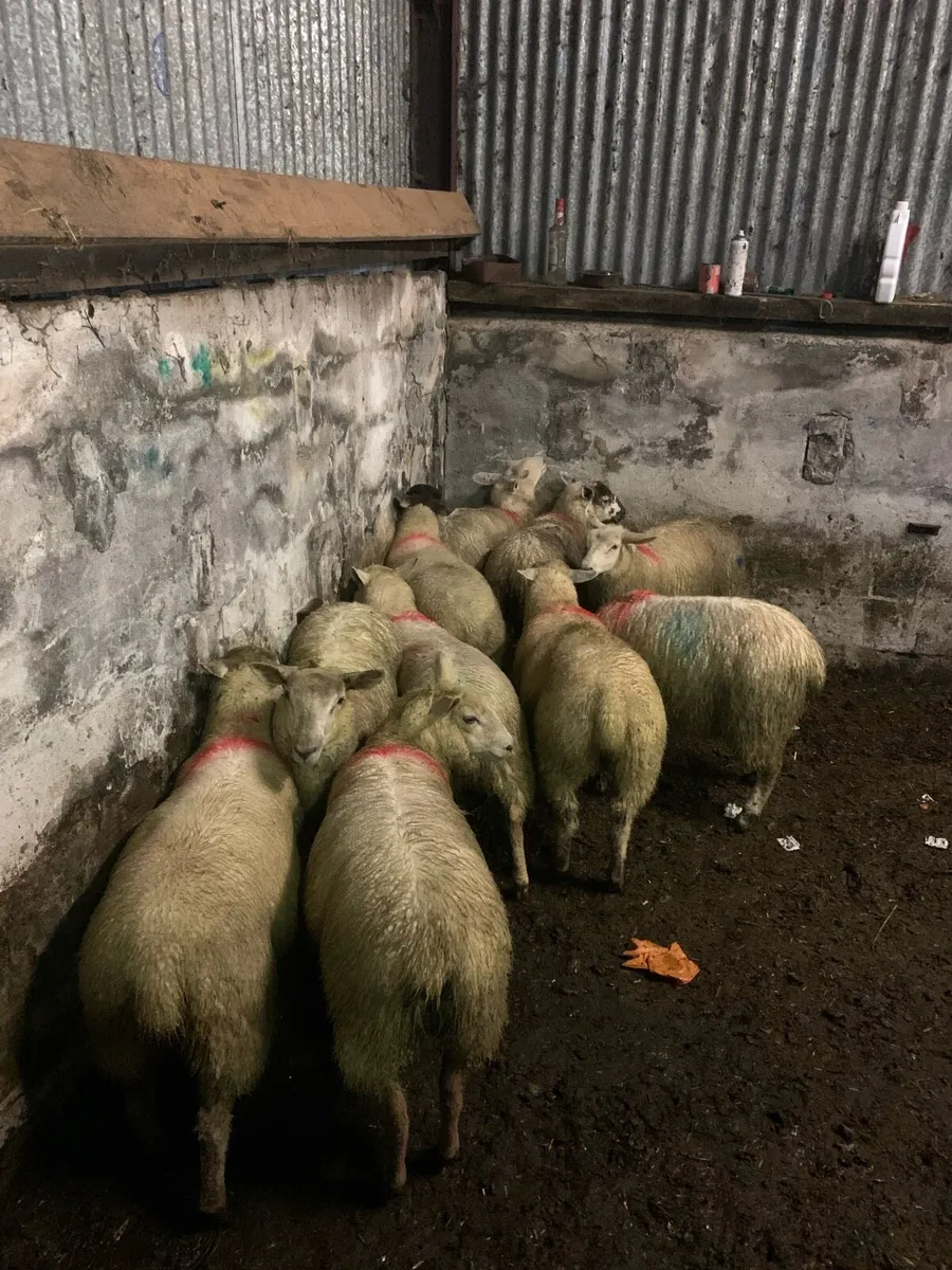 Ewe lambs - Image 3