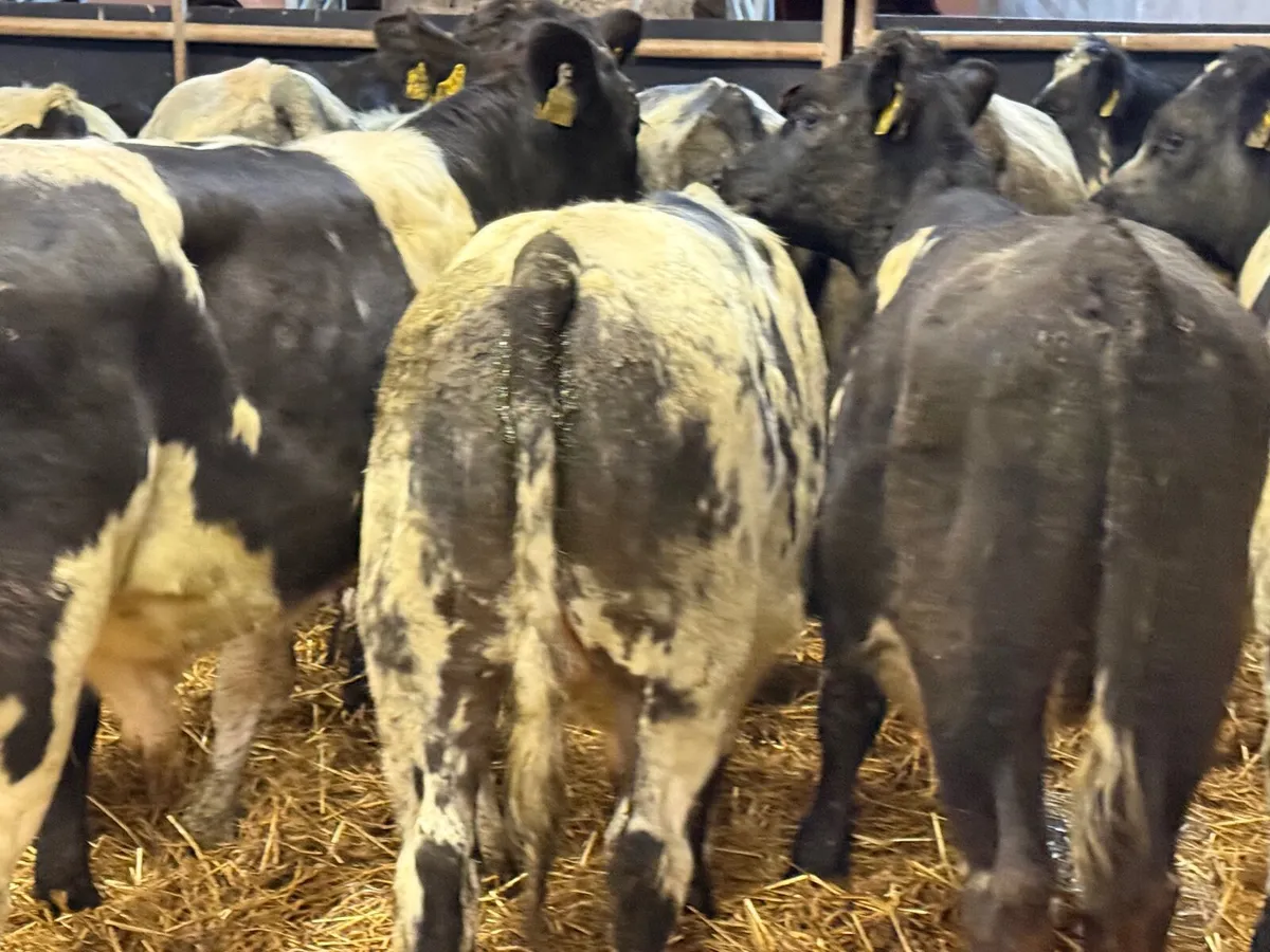 12 SUPER BELGIAN BULL WEANLINGS - Image 3
