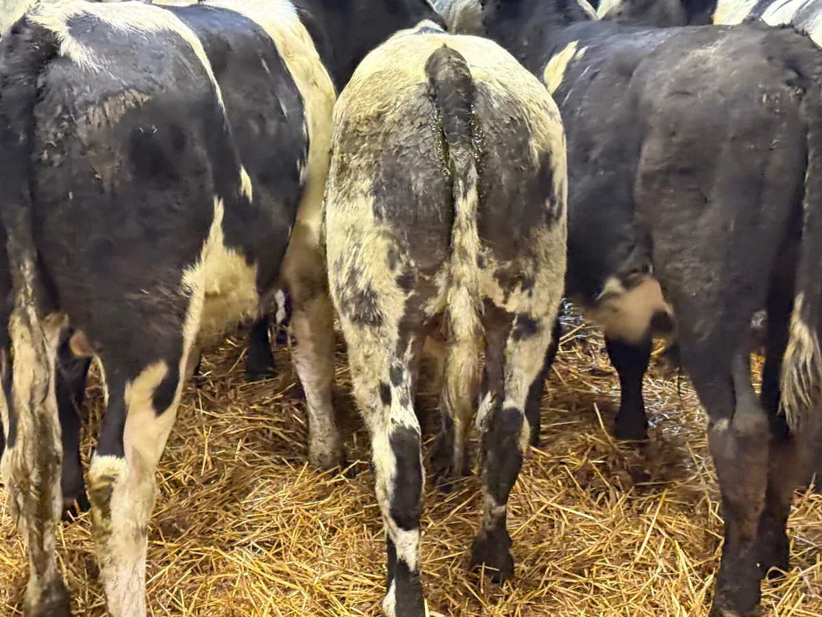 12 SUPER BELGIAN BULL WEANLINGS - Image 4