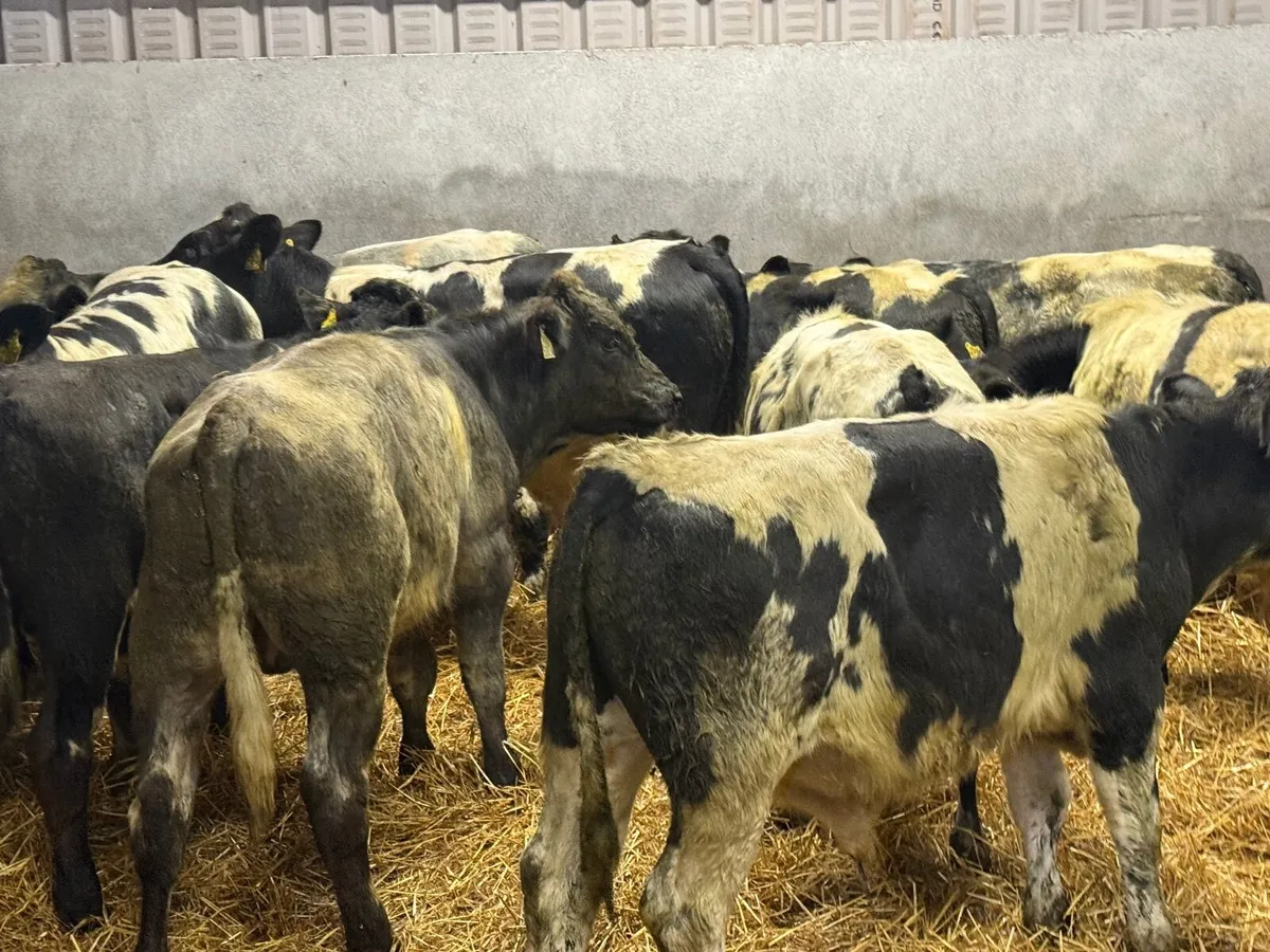 12 SUPER BELGIAN BULL WEANLINGS - Image 2