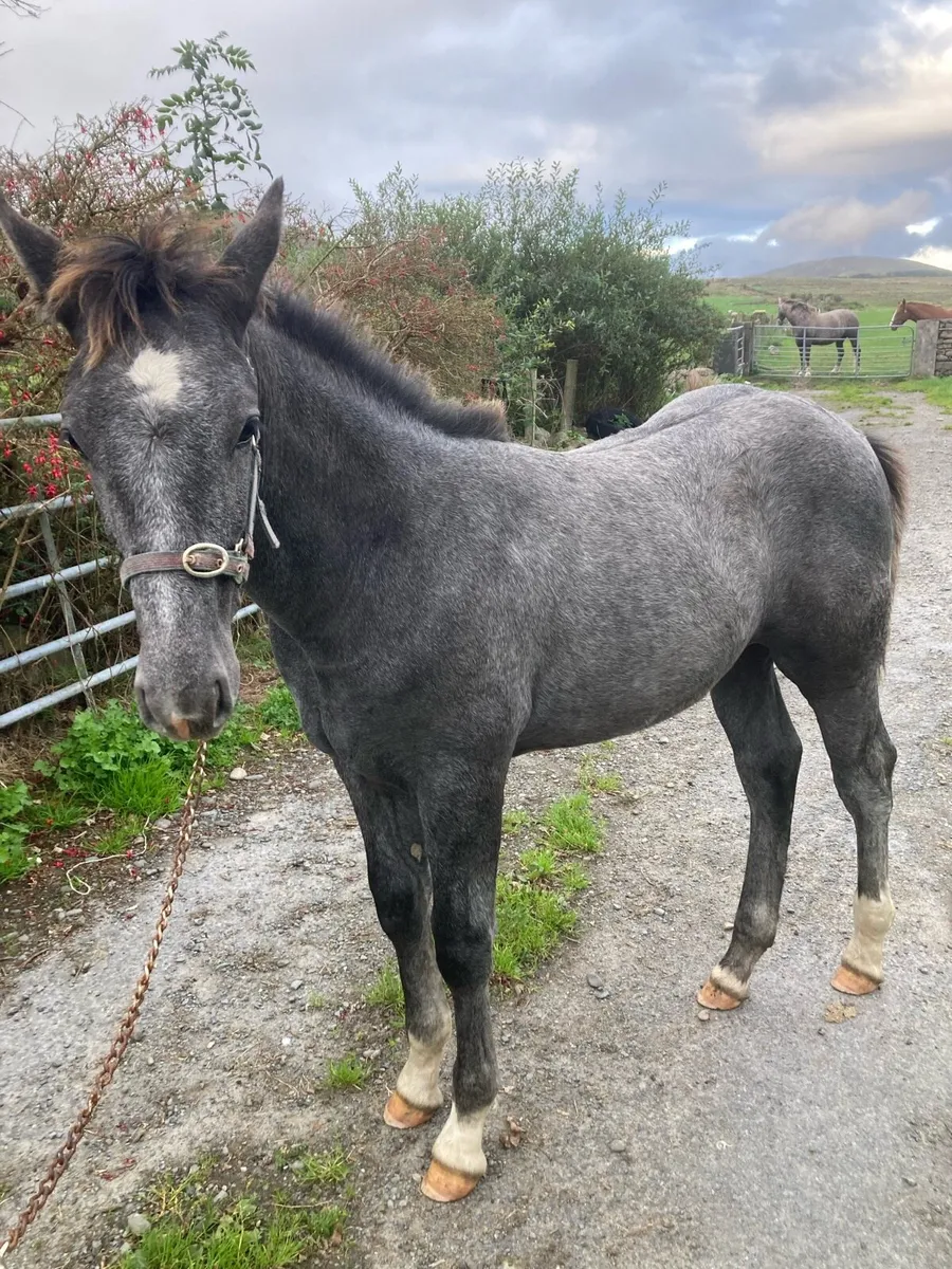 Draught horse foal - Image 1