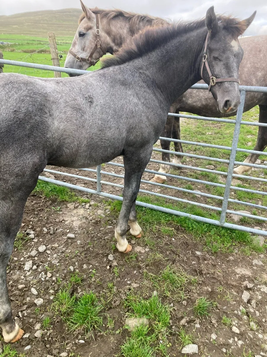 Draught horse foal - Image 2
