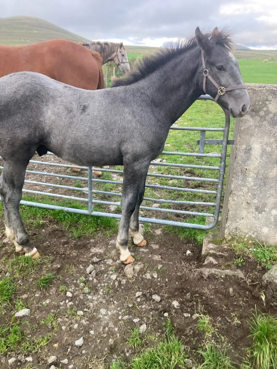 Draught horse foal - Image 3