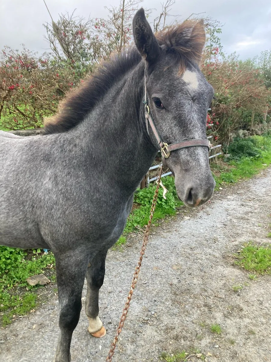 Draught horse foal - Image 4