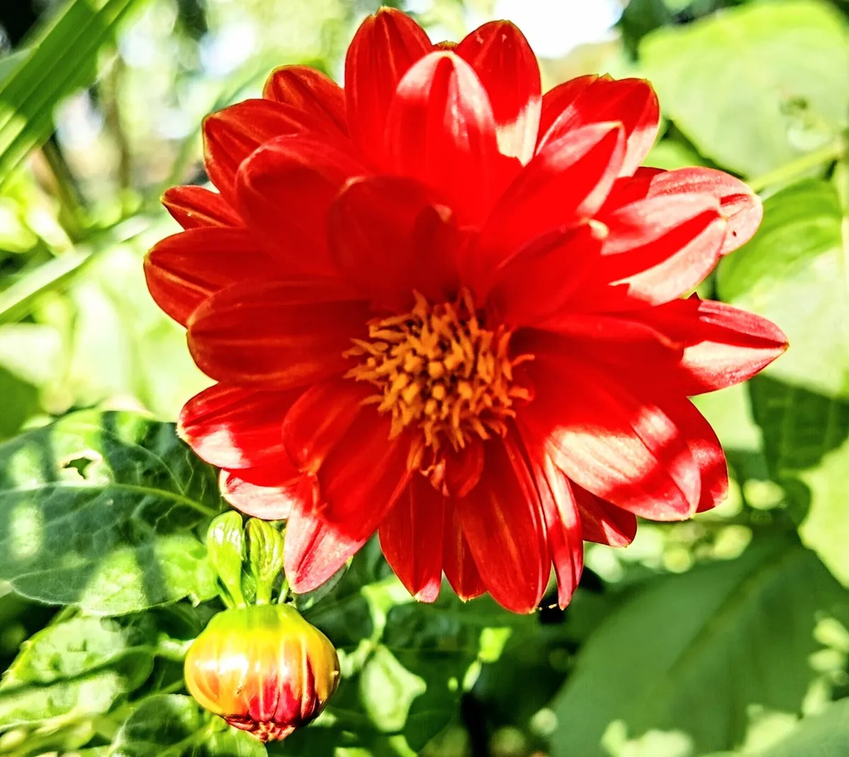 Garden Plants Gorey Sale - Image 2