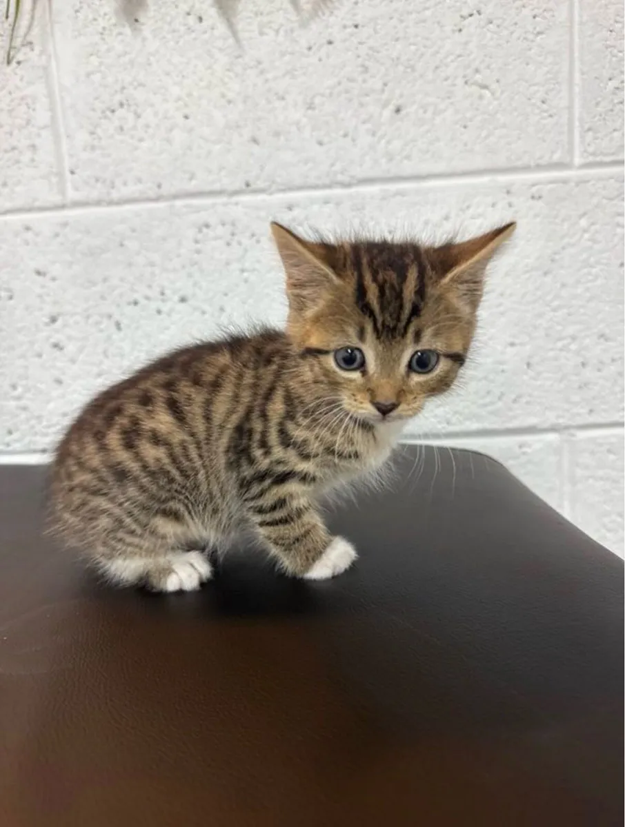 Kittens - Image 2