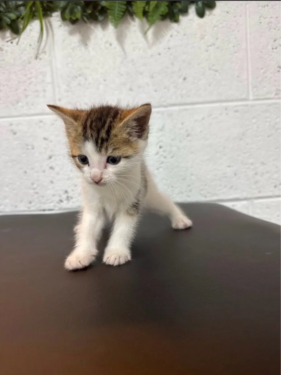 Kittens - Image 3