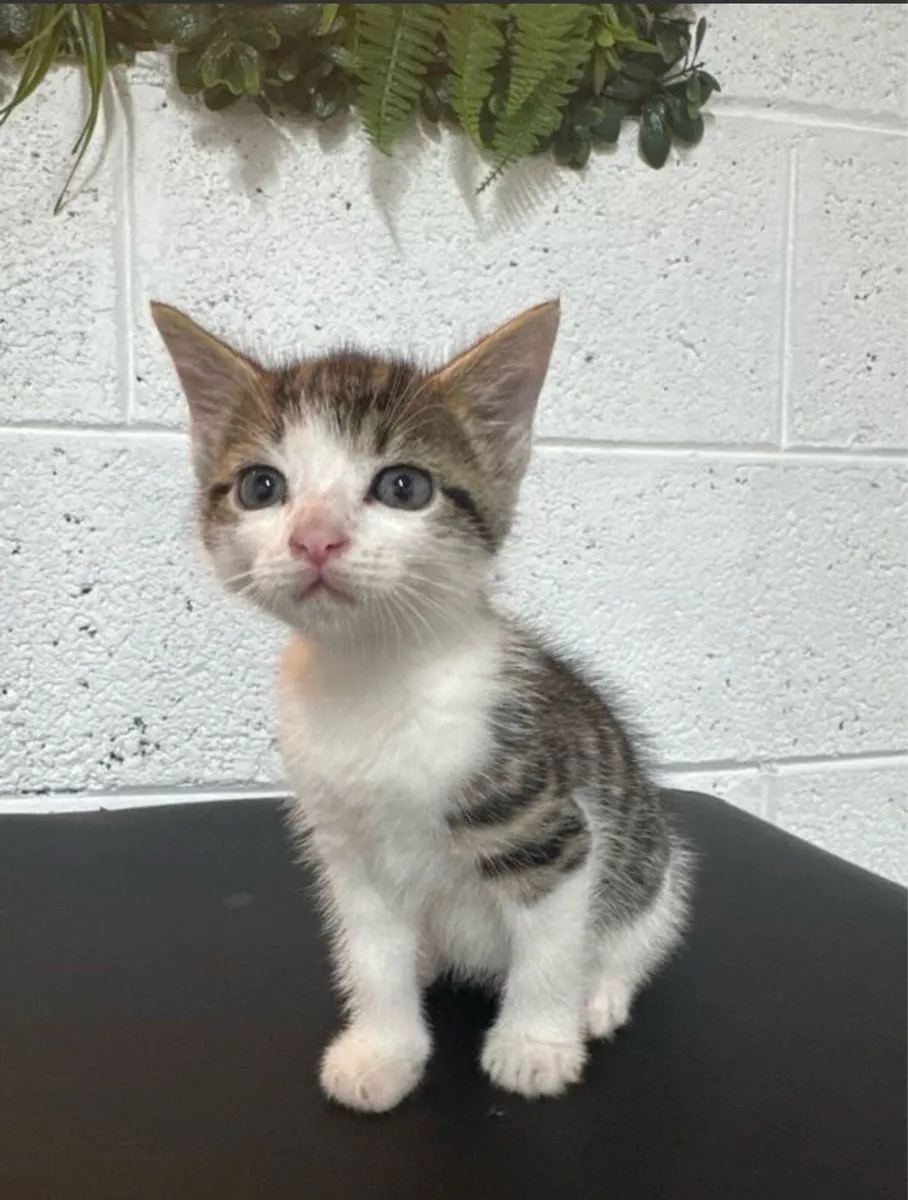 Kittens - Image 4