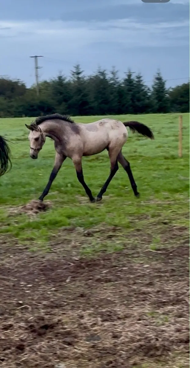 Foal - Image 1