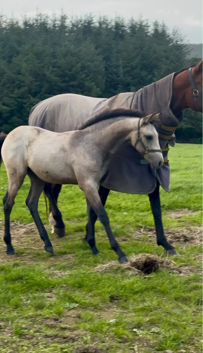 Foal - Image 2