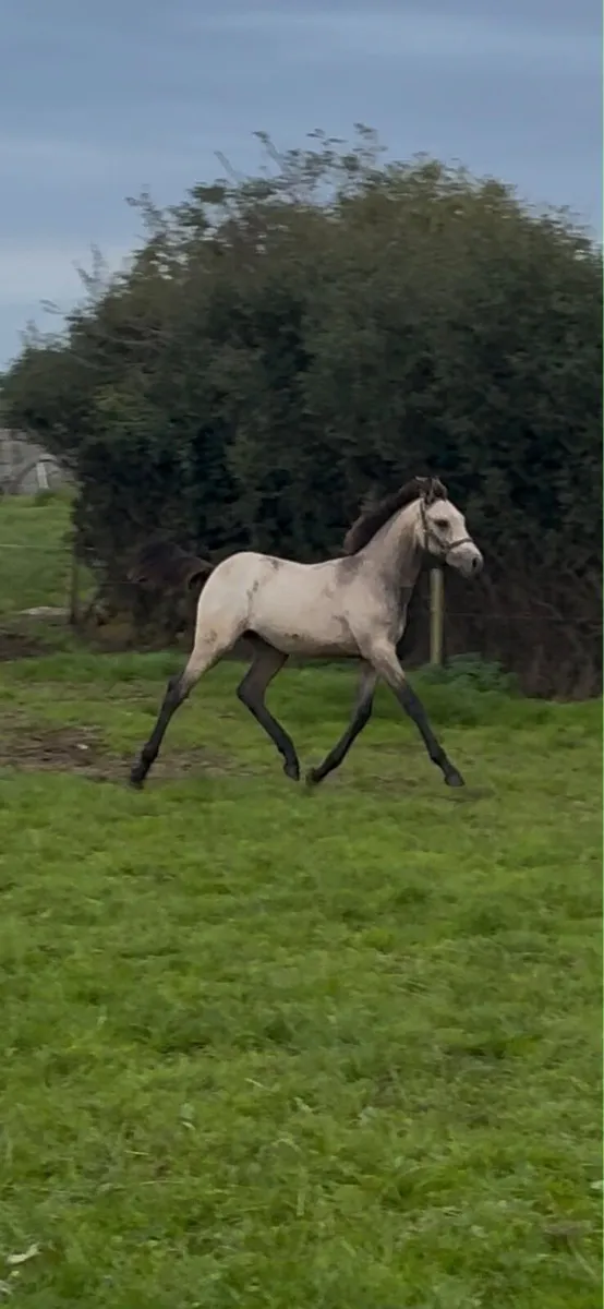Foal - Image 3