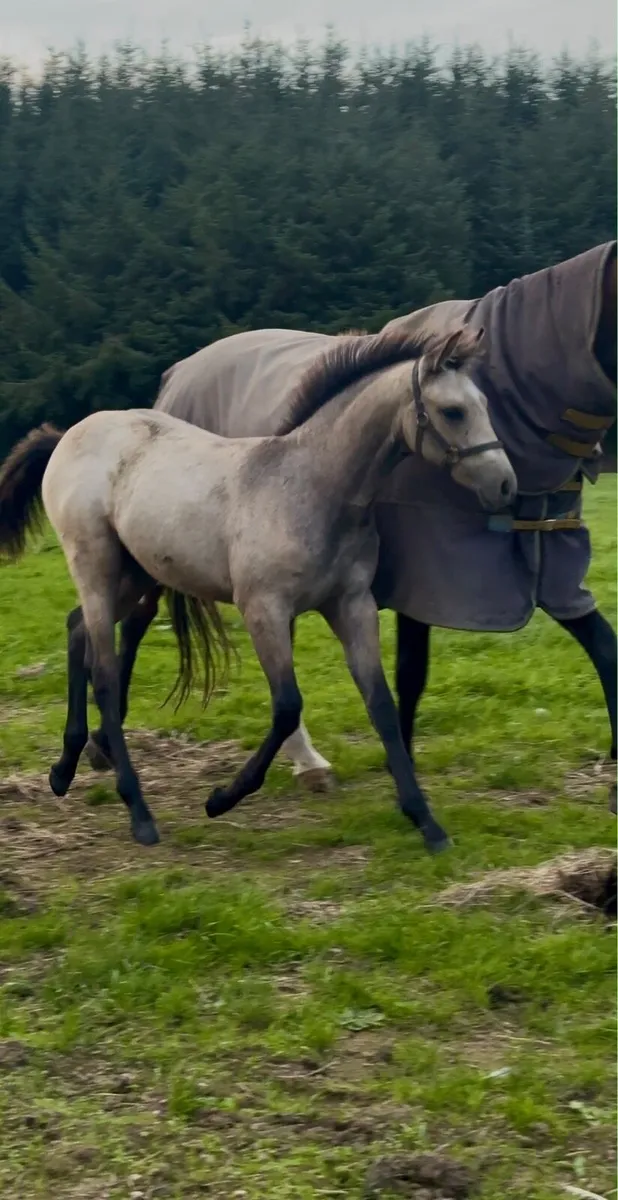 Foal - Image 4