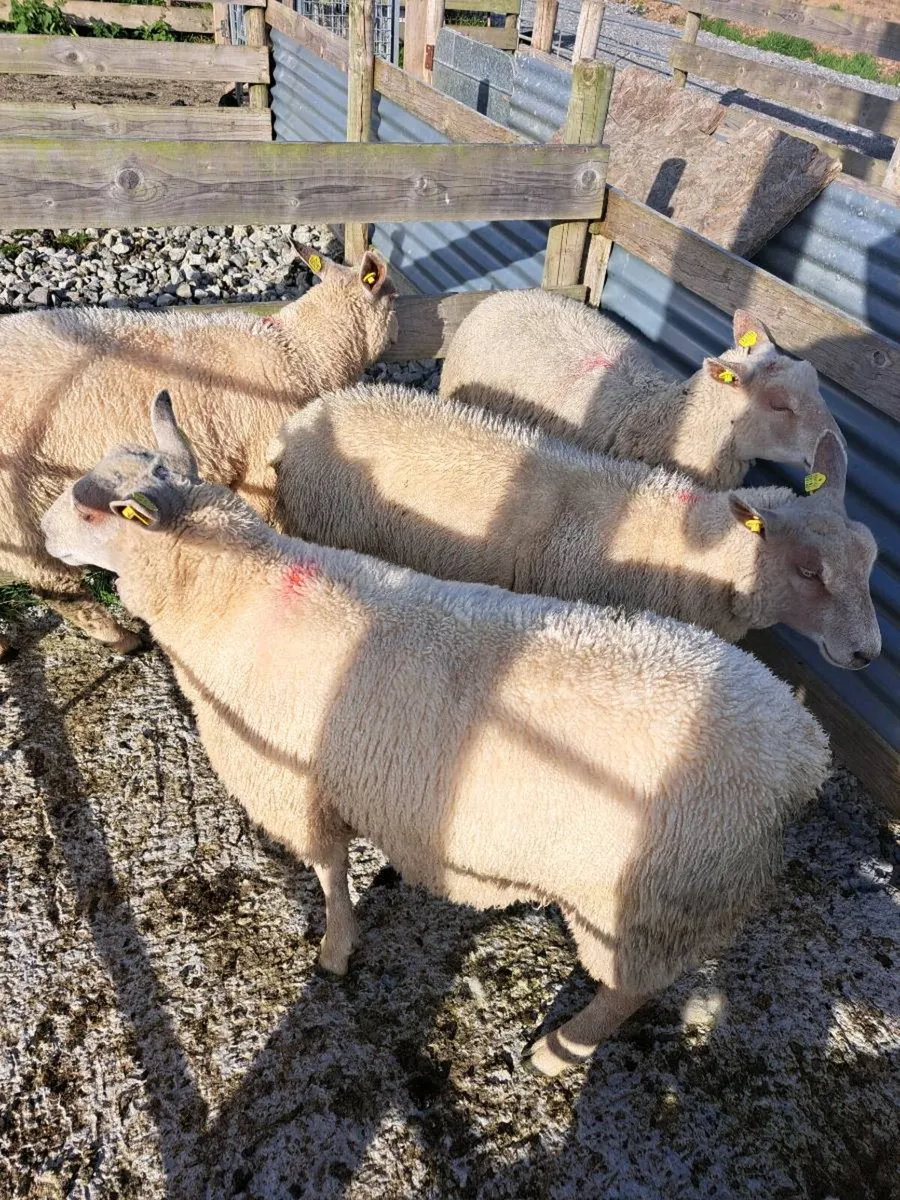 Ewe lambs - Image 2