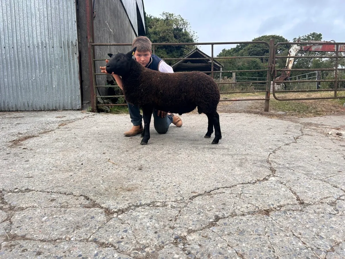 4 unreal hibrid ram lambs 💥💥💥 - Image 3