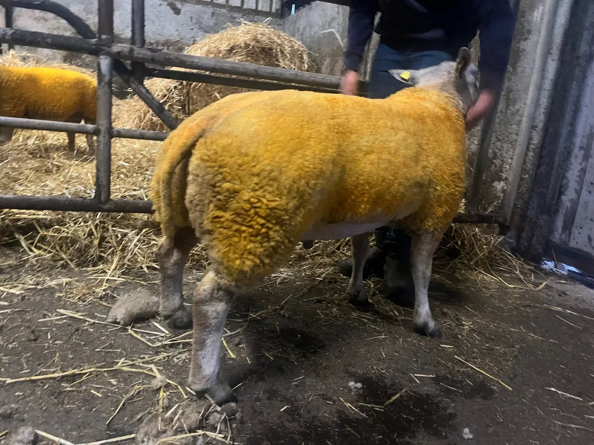 4 unreal hibrid ram lambs 💥💥💥 - Image 4