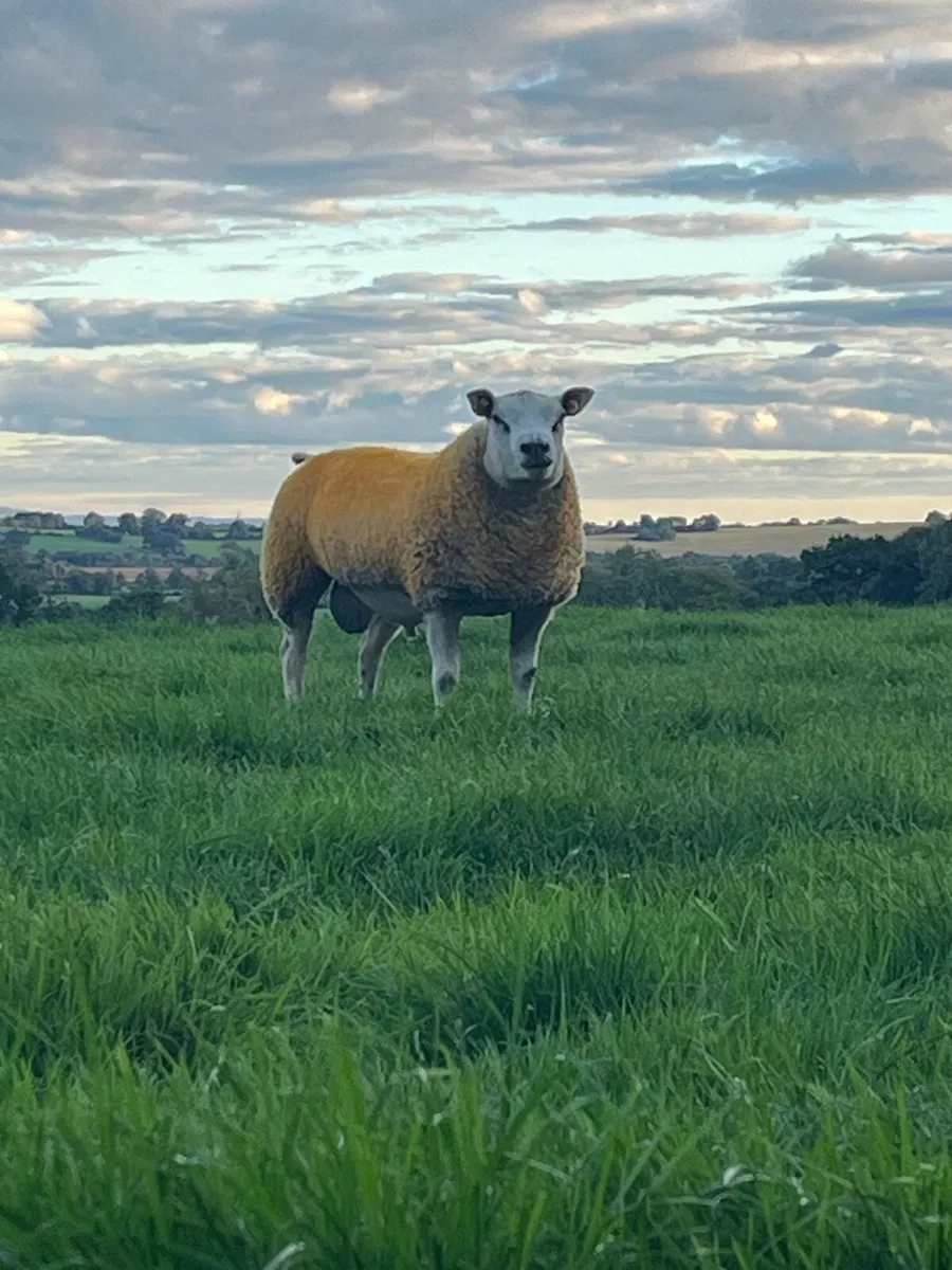 4 unreal hibrid ram lambs 💥💥💥 - Image 1