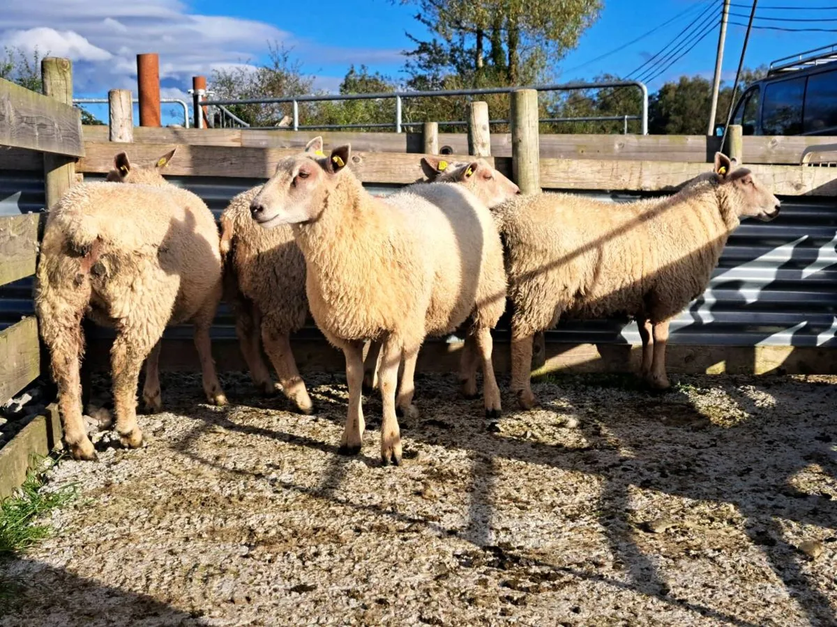 Ewe lambs - Image 3