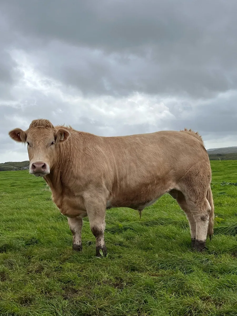 Bullocks for Kilfenora Cattle Show and Sale - Image 2