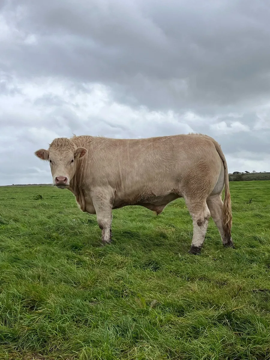 Bullocks for Kilfenora Cattle Show and Sale - Image 3