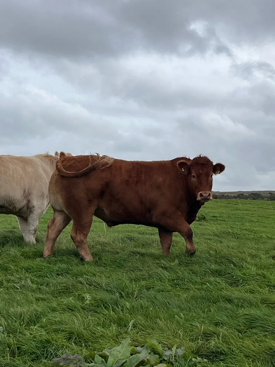 Bullocks for Kilfenora Cattle Show and Sale - Image 4