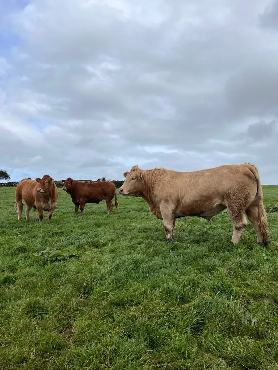 Bullocks for Kilfenora Cattle Show and Sale - Image 1