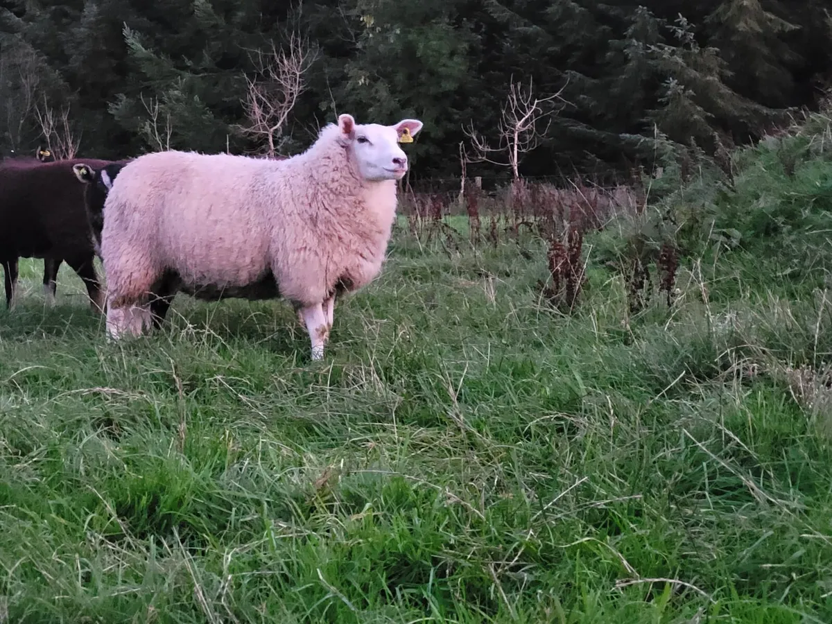 ☆ Smashing Ewe Lamb for sale ☆ - Image 3