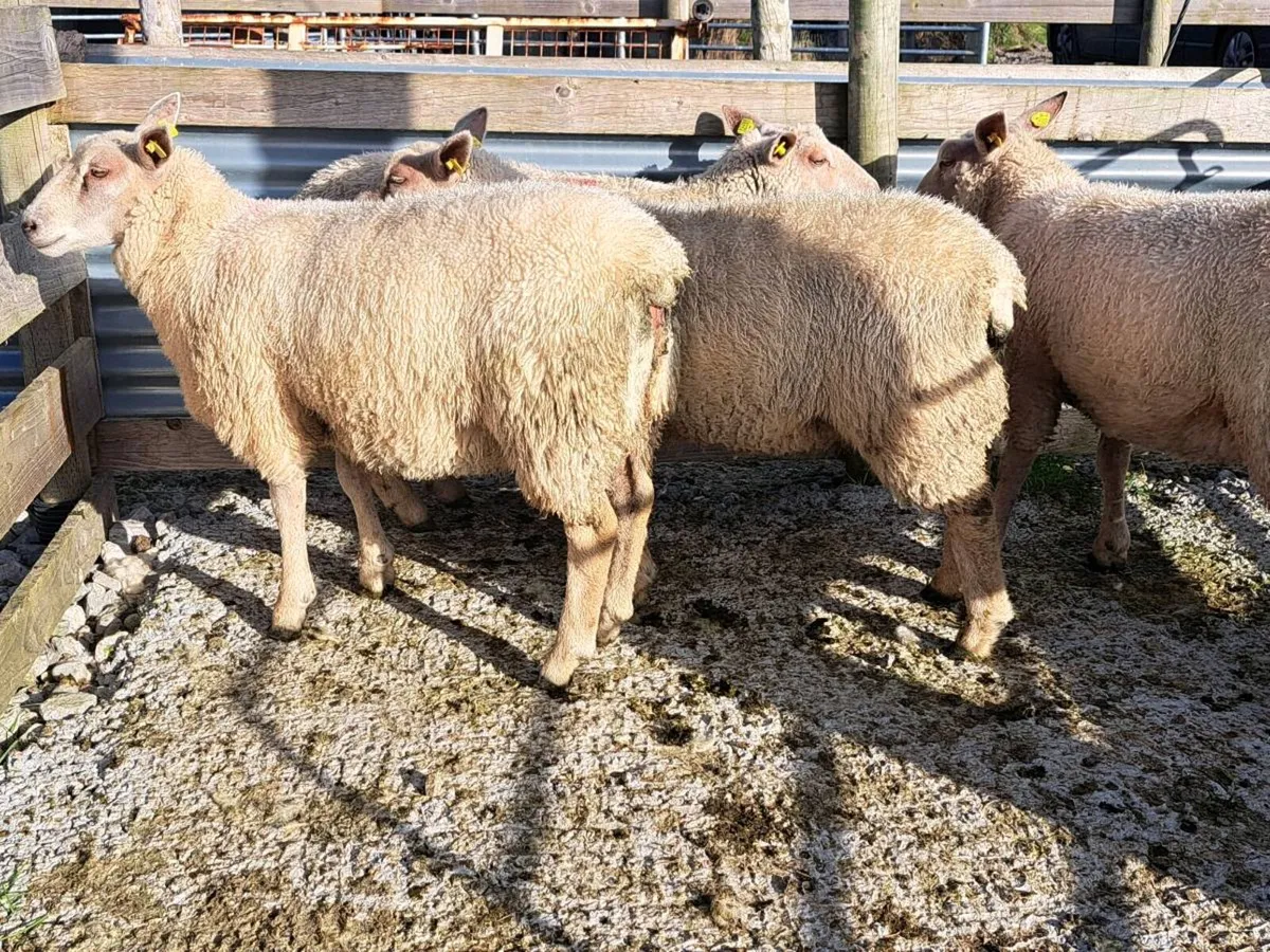 Ewe lambs - Image 1