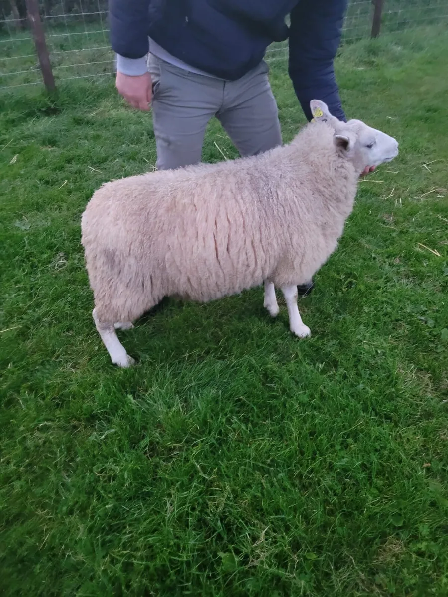 ☆ Smashing Ewe Lamb for sale ☆ - Image 4
