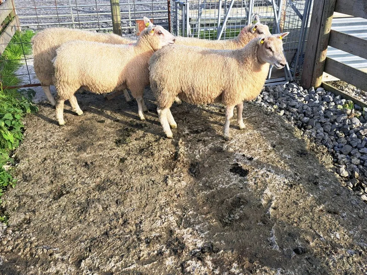Ewe lambs - Image 4
