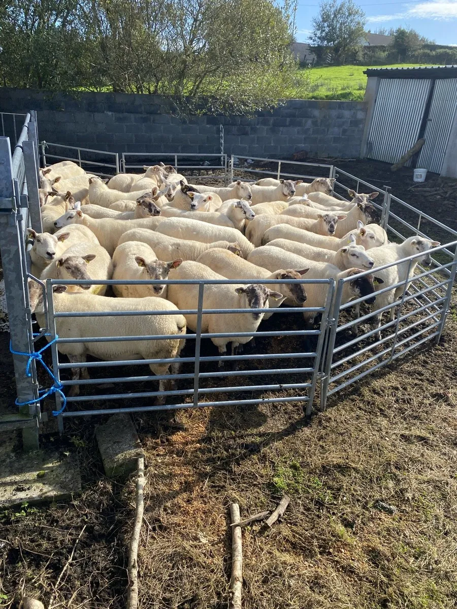 ⭐️Quality Hoggets⭐️ - Image 3