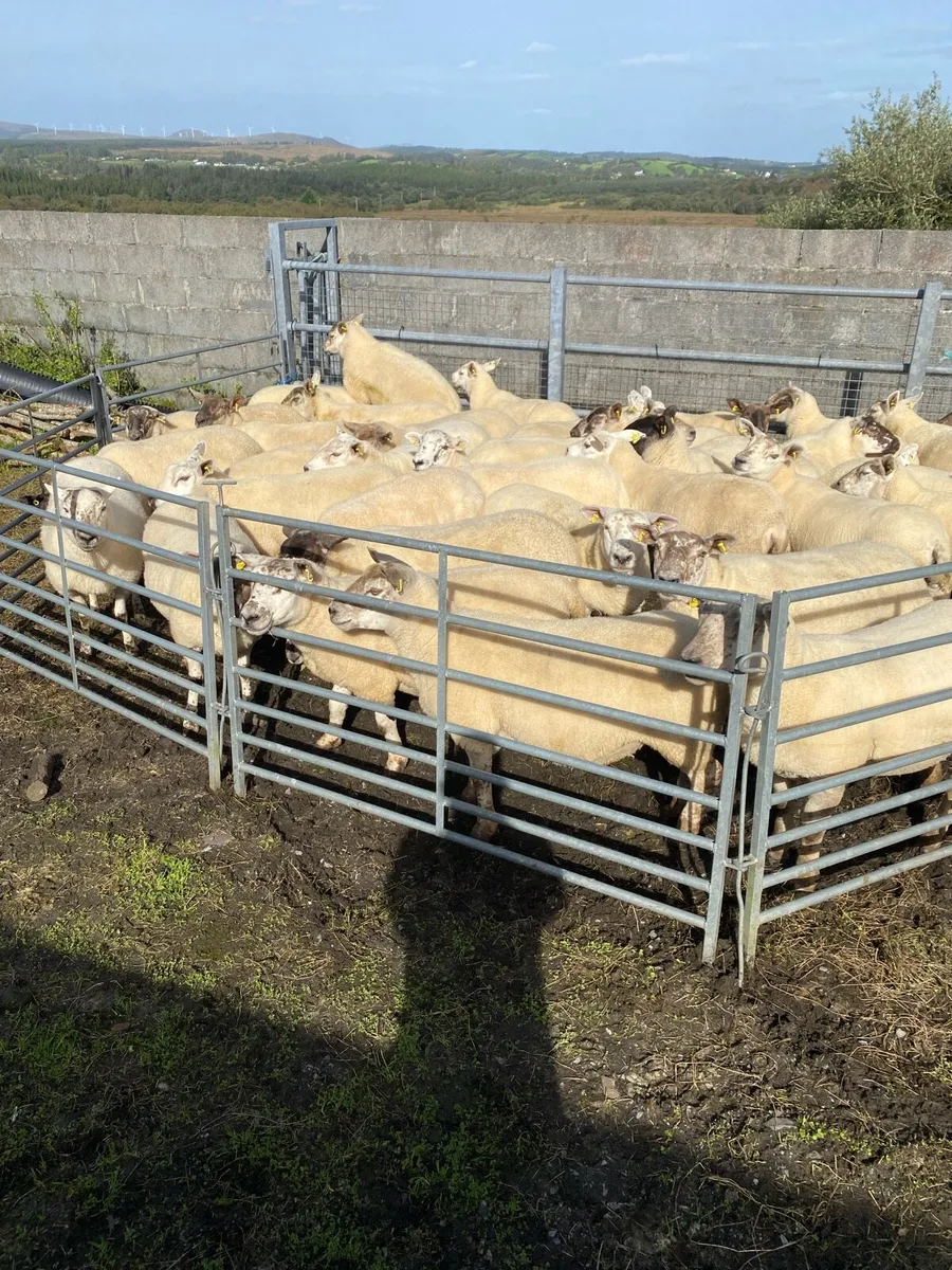 ⭐️Quality Hoggets⭐️ - Image 1