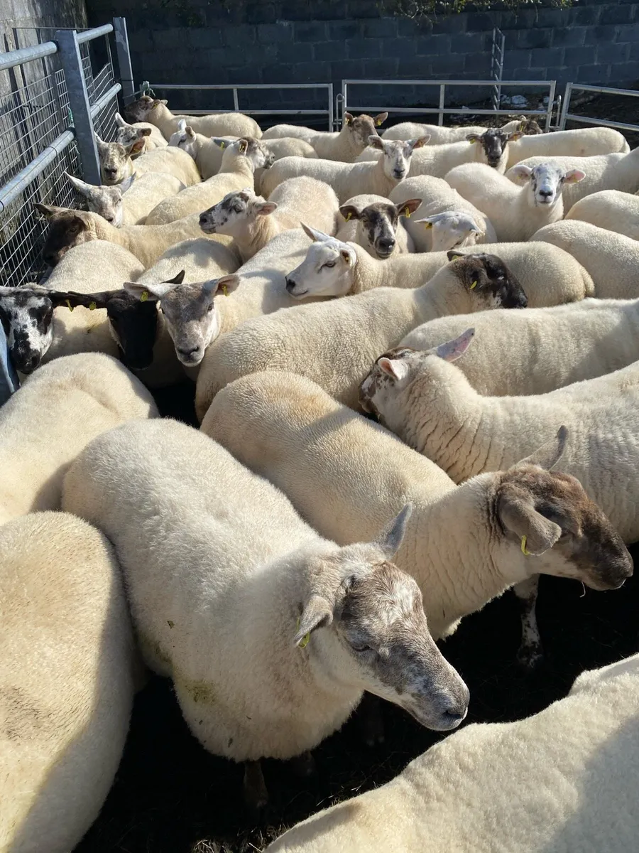 ⭐️Quality Hoggets⭐️ - Image 2