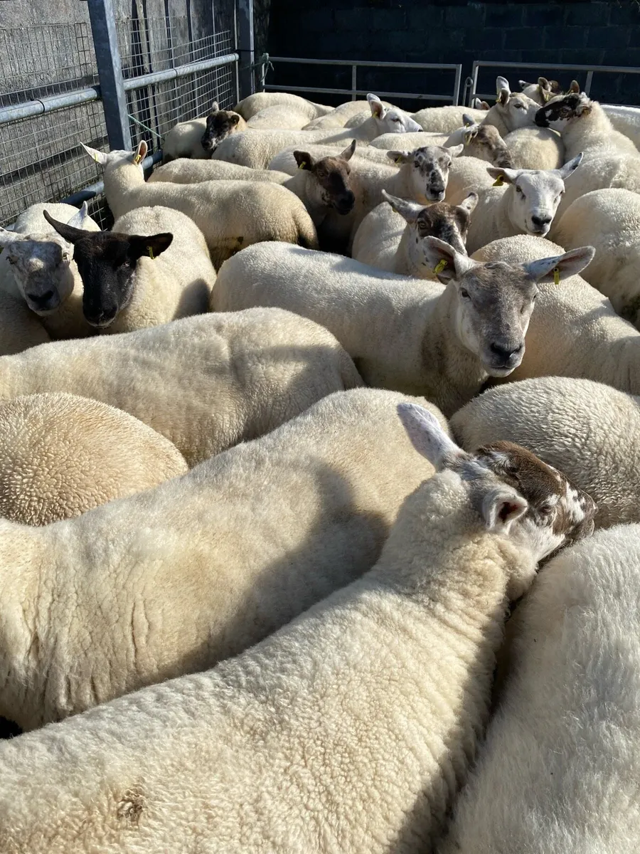 ⭐️Quality Hoggets⭐️ - Image 4