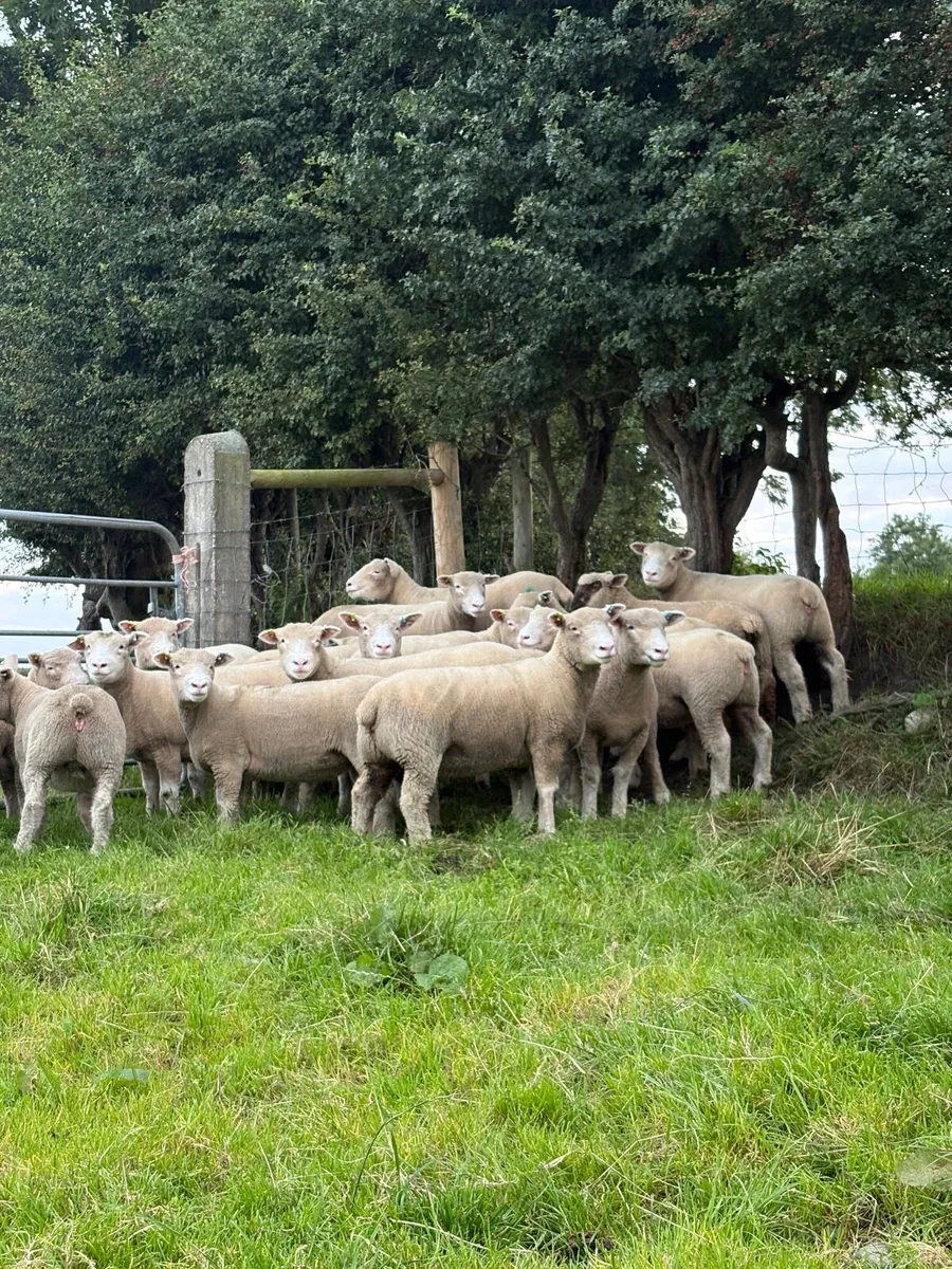 Dorset Ewe Lambs - Image 1