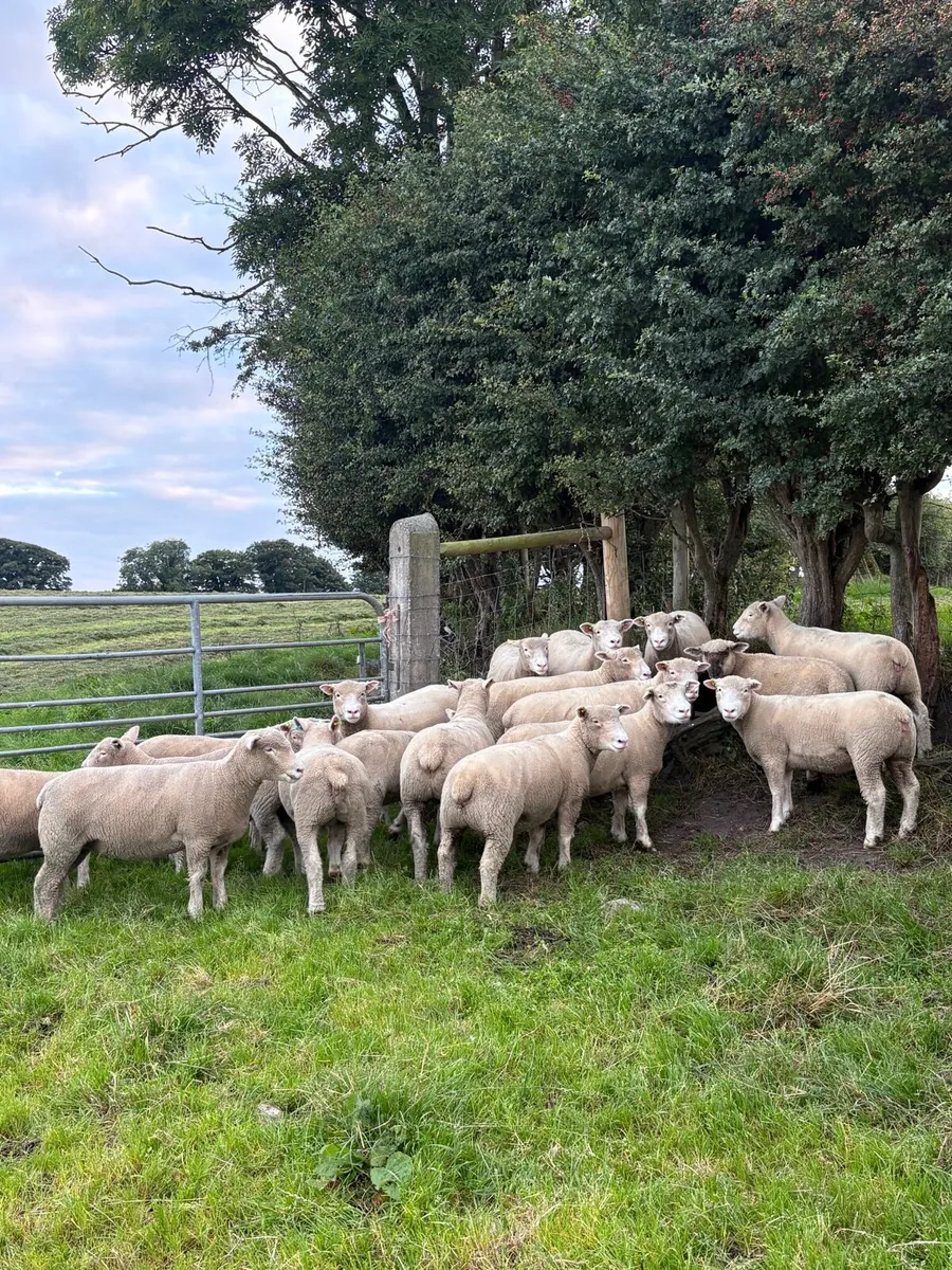 Dorset Ewe Lambs - Image 2