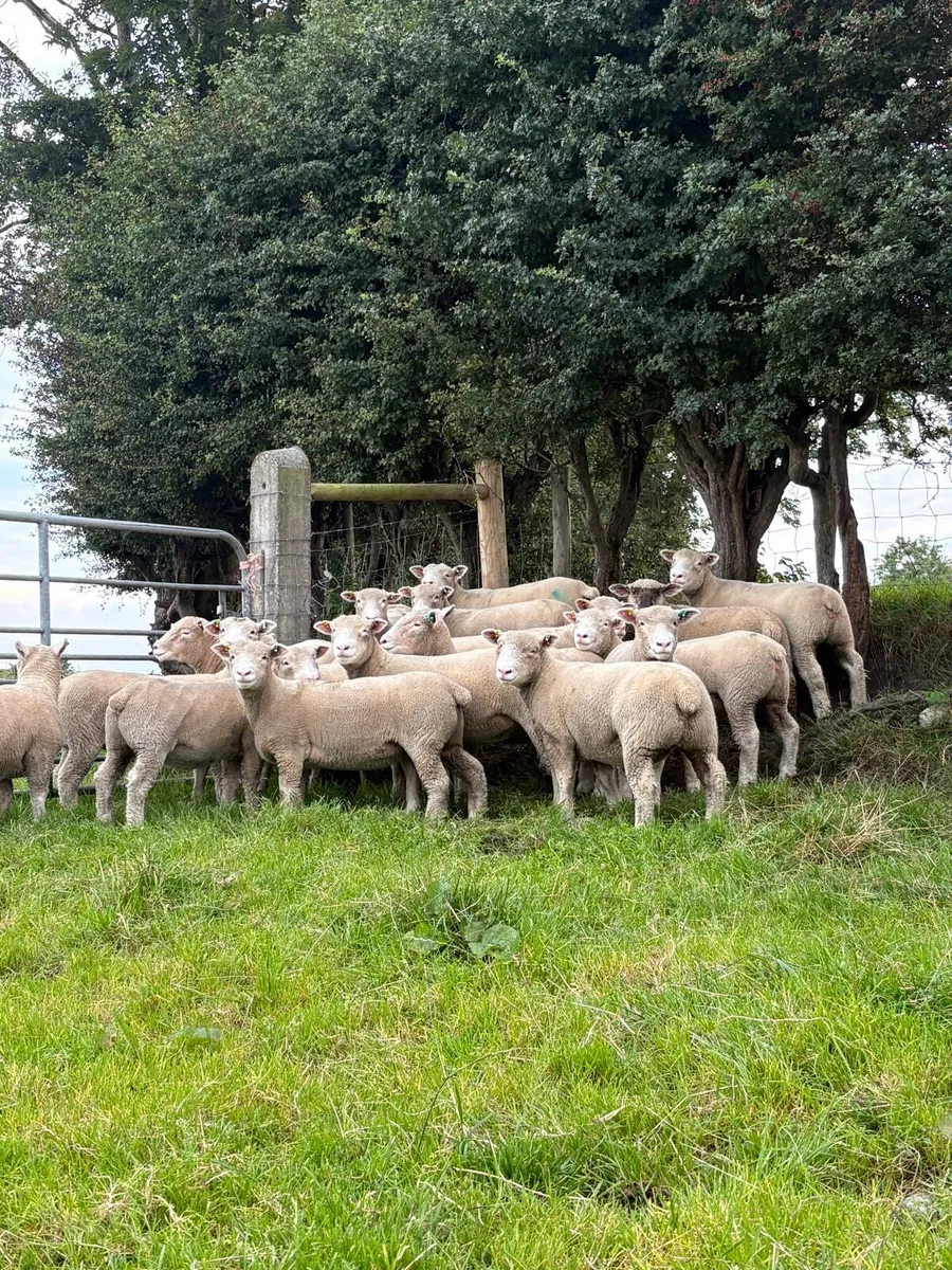 Dorset Ewe Lambs - Image 3
