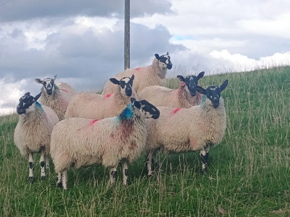 Mule ewe lambs - Image 2